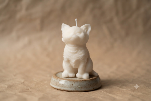 [Instinto natural] Gato blanco «Alma curiosa»